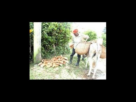 A Trelawny farmer seen here unloading yams that his donkey had transported from his farm to an access road. 