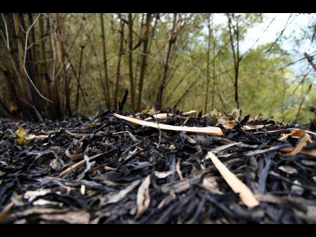 Credit: Ian Allen Burnt bamboo show how close a bushfire came to the main road in Jacks Hill.