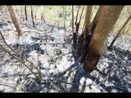 Credit: Antoine Lodge Photos The fire also destroyed these trees.
