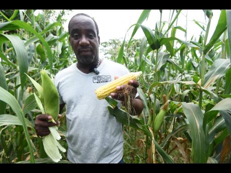 Kern Spencer said there is a strong demand for sweet corn locally.