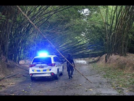 Fallen trees along Holland Bamboo proved a major hindrance for the news team as it tried to head back to Kingston.