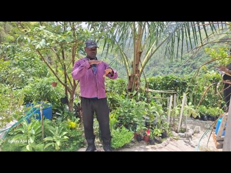 Credit: Almando Smith Farmer Roland Grant talks about the damage done to some of his crops by Hurricane Beryl.