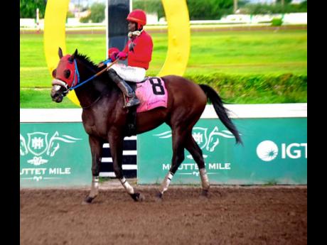 Credit: Anthony Minott FRED THE GREAT, ridden by Tevin Foster, walks by the winning post after landing the BIG MAN IN TOWN Trophy over a mile at Caymanas Park on Saturday. The event was a three-year-old and upwards Overnight Allowance Stakes.