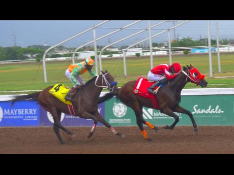 Credit: Anthony Minott MAJOR DANGER (right), ridden by Raddesh Roman wins the Emilo ‘Bimbo’ Rodriquez OD Trophy over 7 1/2 furlongs at Caymanas Park on Independence Day, Tuesday. The event was a three-year-old and upwards Overnight Allowance Stakes.