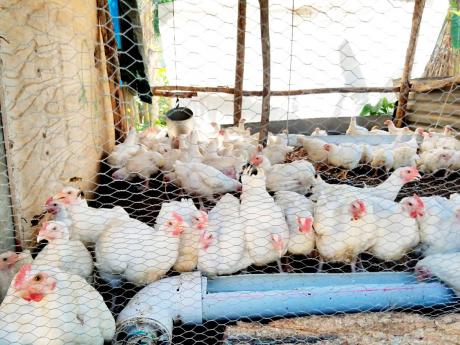 More than 57,000 broiler chicks have been distributed to farmers across the island. 