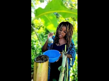 Scott says the liquid from the banana stalk is good for ailments such as urinary tract infections.