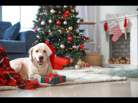  A funny dog with gift in room decorated for Christmas.