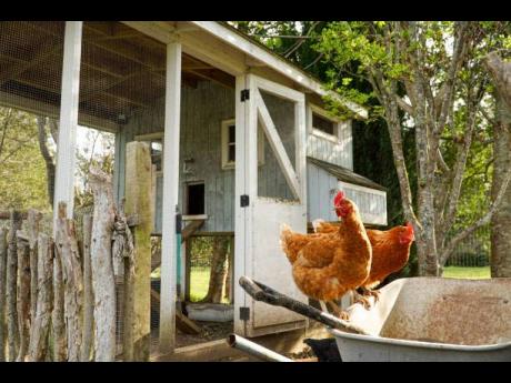 Credit: Stock Image Firearm and ammunition found in fowl coop in Westmoreland