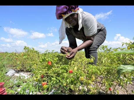 Natalie Brown reaping hot peppers at Bajoo Farm in Bernard Lodge, St Catherine.