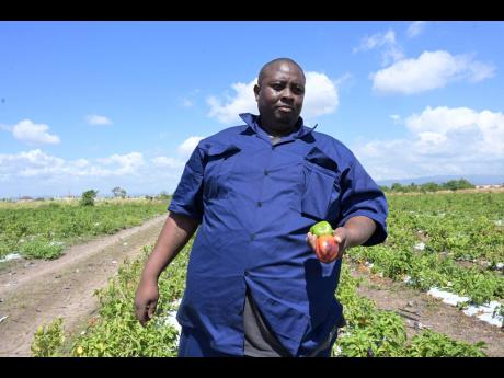 Sheldon Clunis, farm manager at Bajoo Farm in  Bernard Lodge, St Catherine. 