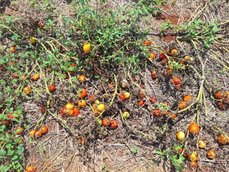 Tomatoes are going to waste for some farmers as there is a glut on the market.