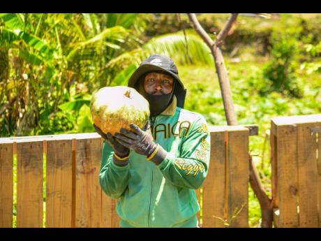 Credit: Matthew McKoy Photos Kevon Watt holds up the fruit of his hard work in Rockfort.