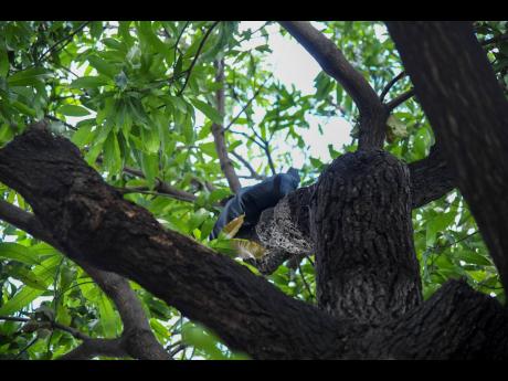 The bag still hangs in the tree, a silent marker of the tragedy.