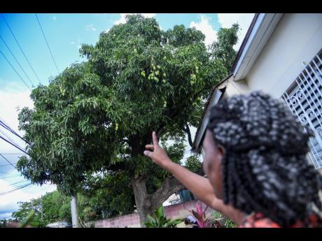 Veronica Daley-Cowan points to the tree where her husband, Linton Cowan, lost his life to electrocution on Saturday.