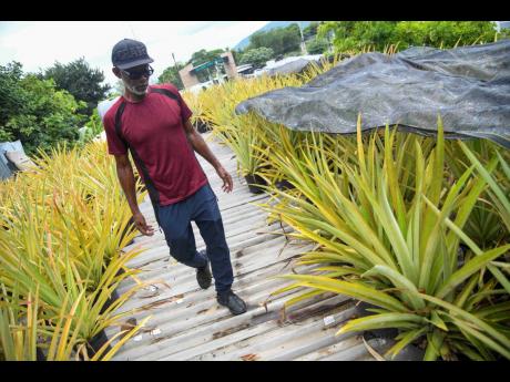 Credit: Antoine Lodge Errol Simmonds walks through his pineapple plot on his rooftop garden on Red Hills Road, St Andrew.