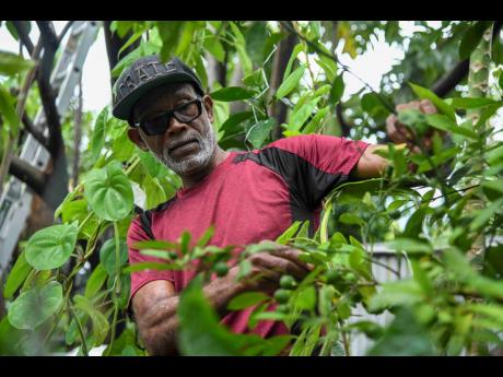 Credit: Antoine Lodge What started as a COVID-19 lockdown experiment has grown into a thriving rooftop farm.