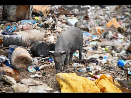 Credit: Matthew McKoy Seaview Gardens residents say pigs like this one found searching for food in the Sandy Gully, do end up on dinner tables.