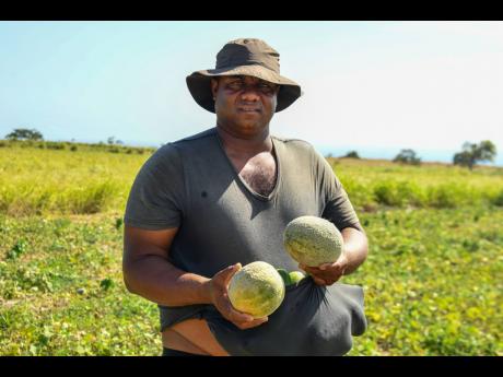 Credit: Matthew McKoy Deveroue Runners picks canteloupes from his farm in Flagaman, St Elizabeth.