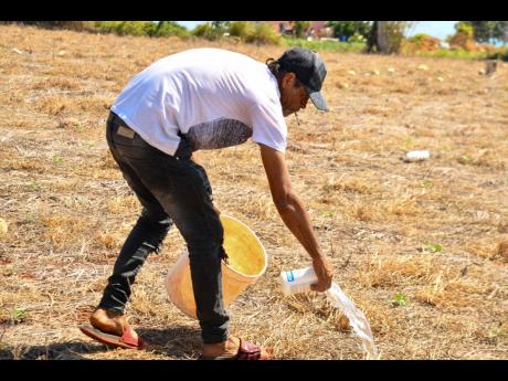 Credit: Matthew McKoy Clarke waters his melons.