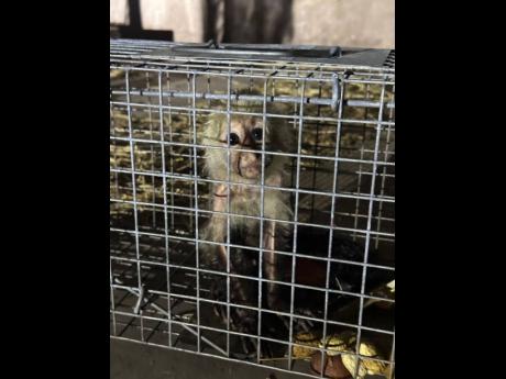 Contributed 
One of the white-faced capuchin monkeys that was captured.