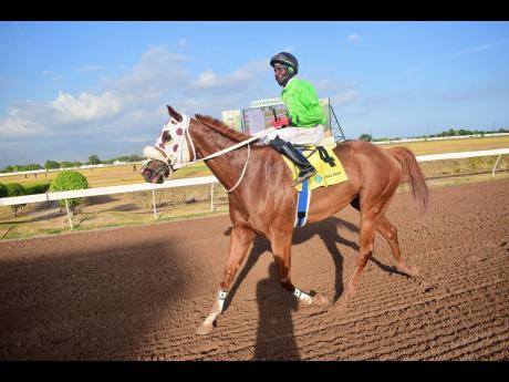 GENERATIONAL, O’neil Mullings aboard, walks to the winner’s enclosure after capturing last Saturday’s eighth race over 5-1/2  furlongs at Caymanas Park.