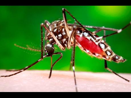 Credit: File The Aedes aegypti mosquito that transmits dengue.