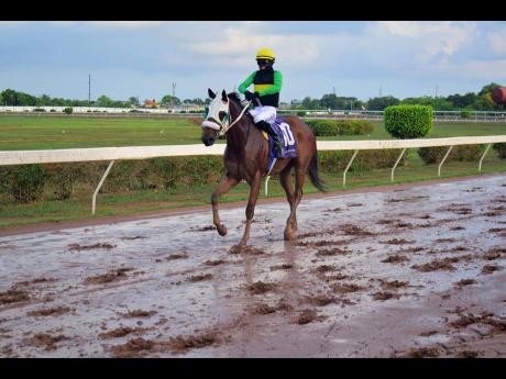SUPREMASI, with Romario Spencer aboard, being led back to the winners’ enclosure after winning the O & S Tack Room Trophy over eight furlongs at Caymanas Park on Saturday.