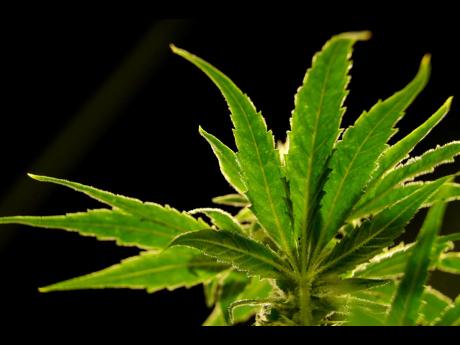 Credit: Julio Cortez FILE - A marijuana plant is seen at a medical marijuana dispensary in Egg Harbor Township, N.J., March 22, 2019. (AP Photo/Julio Cortez, File)