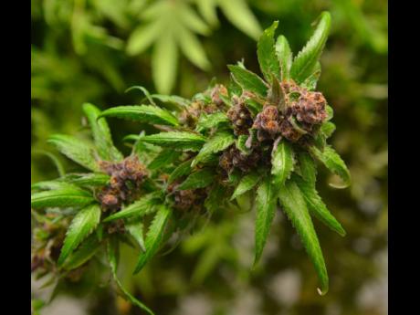 Credit: Kenyon hemans The Ganja Harvest