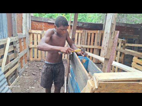 Credit: Almando Smith Amir Sutherland secures pens for his pigs ahead of the expected adverse weather from Tropical Storm Melissa.