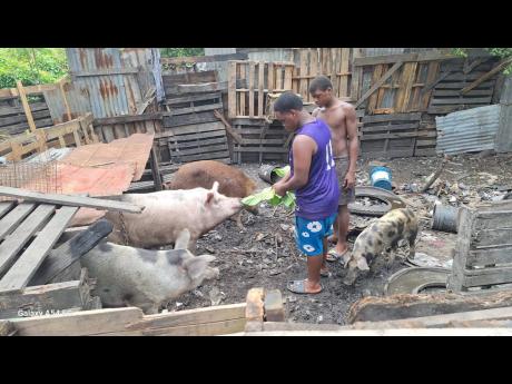 Credit: Almando Smith Young farmers Maurice Smith (left) and Amir Sutherland feed their pigs.