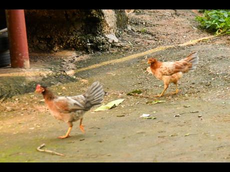 Common fowls stroll easy along Bullet Tree area of St Catherine.