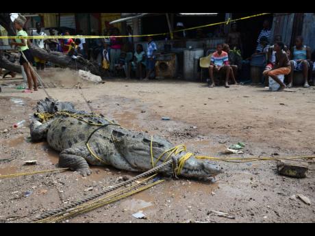 Credit: FILE File photo shows residents of Rae Town Fishing Village in Kingston capturing a crocodile.