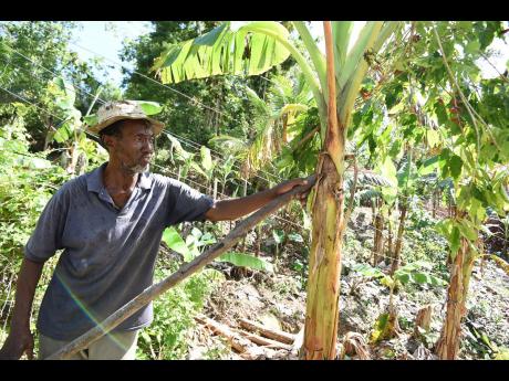 Credit: Ian Allen Wright uses a stick to brace one of his banana plants that was blown down during the passage of Hurricane Melissa.