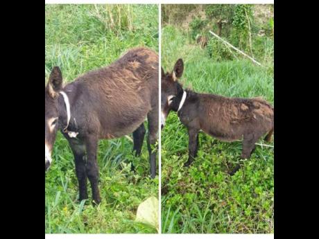 Credit: Photo from Jeffery Platt’s Facebook Platt said he has raised the donkey from it was young.