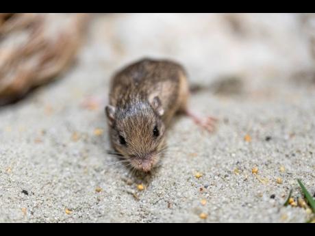 Credit: Ken Bohn This Jan. 10, 2023, photo provided by the San Diego Zoo Wildlife Alliance shows a Pacific pocket mouse named Sir Patrick Stewart. On Wednesday, Feb. 8, 2023, Stewart received a Guinness World Records title for longevity for being the oldest living mouse in human care at the ripe age of 9 years and 209 days. (Ken Bohn/San Diego Zoo Wildlife Alliance via AP)