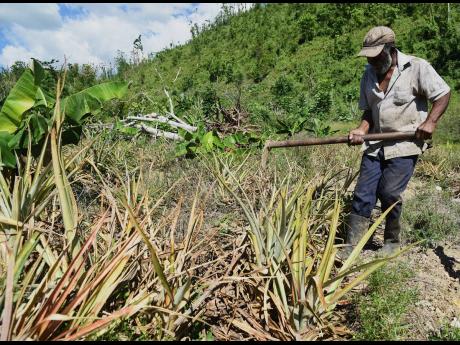 Blair replants his banana and pine fields which were devastated by Hurricane Melissa.