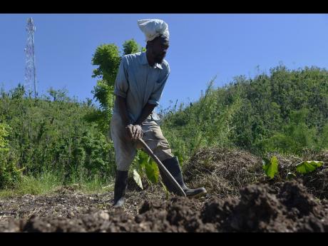 Farmer Norman Spence, who is blind, skillfully tills his farm in the Kilmarnock district in St Elizabeth last Friday. 