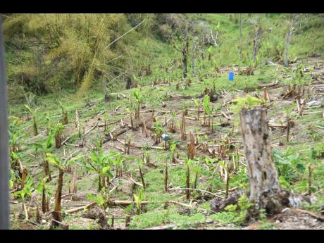A plantain farm in Elderslie, St Elizabeth, destroyed by Hurricane Melissa.