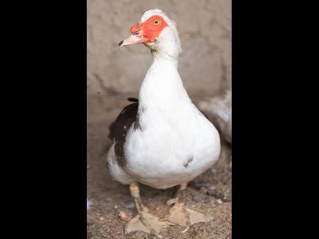 A white duck on a farm.