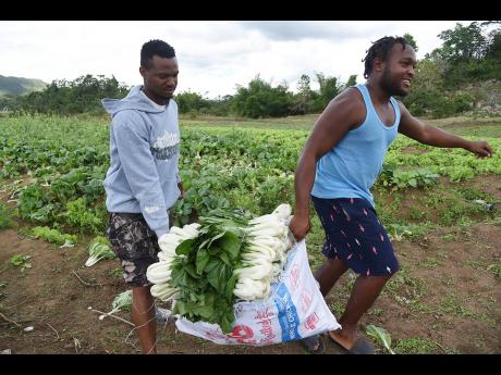 Vendors carry pak choi from a field in Bog Hole, Clarendon.