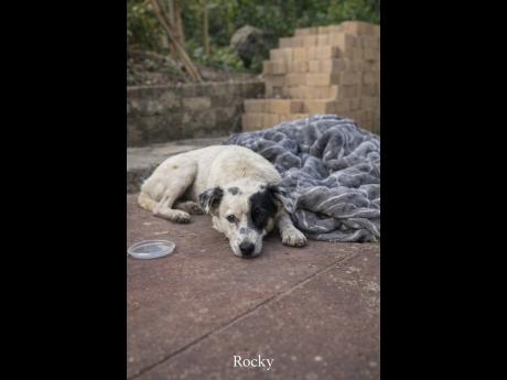 Credit: Rocky, a pet dog, was chopped to death in its yard in St Ann.