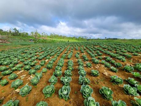 Credit: Contributed Expansive plots in Murphy Hill, St Ann, show the steady growth of Kayanne Cole’s developing agricultural enterprise.