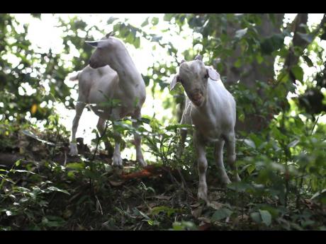 Credit: Nathaniel Stewart