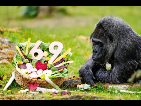 Credit: AP Fatou, the oldest of Berlin's zoo and also believed to be the world's oldest gorilla, eats vegetables to celebrate her 69th birthday in Berlin, Germany, yesterdy.