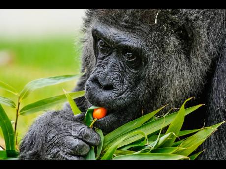Credit: AP
Fatou munches on cherry tomatoes.
