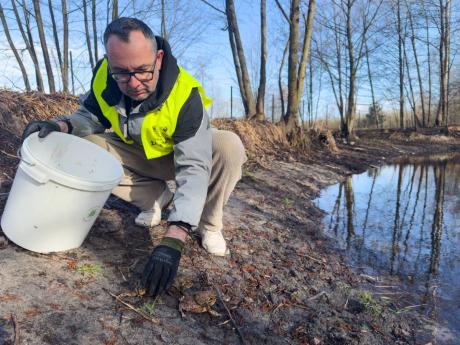 Credit: AP Rafal Niedzielski Lukasz Franczuk, a local Frog Patrol coordinator, releases toads into a pond.