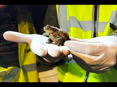 Credit: AP Claudia Ciobanu Biologist Krzysztof Klimaszewski holds a common toad during a ‘Frog Patrol’ in Otrebusy, Poland, on March 30.