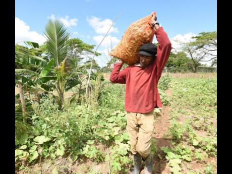 With a bag of okra on his shoulder, Norbert Morris highlights his ongoing harvest from his farm in Bushy Park, St Catherine.