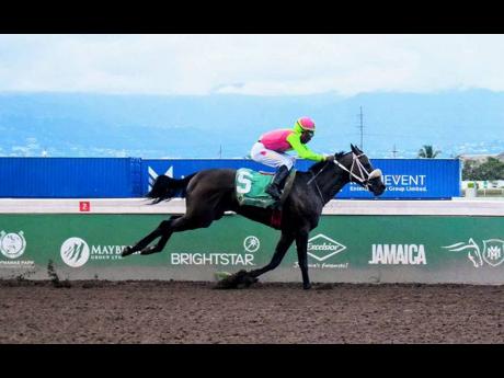 SENOR BISCOTTI, ridden by  Tajay Suckoo, wins the Anybet 12th Anniversary Trophy over 6 1/2 furlongs at Caymanas Park yesterday.